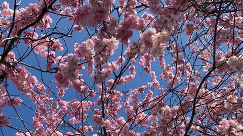 pink blossoms against blue sky