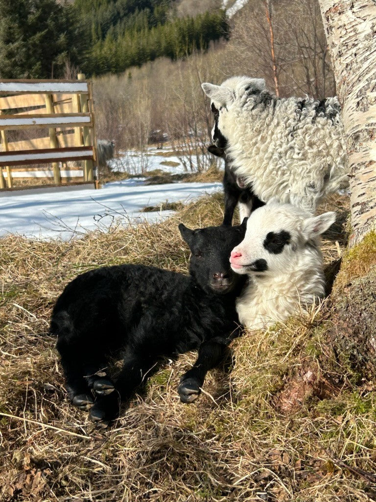 Svarte og hvite lam som ligger og koser seg i sola. Foto.