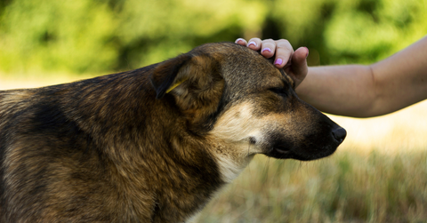 dog training rewards