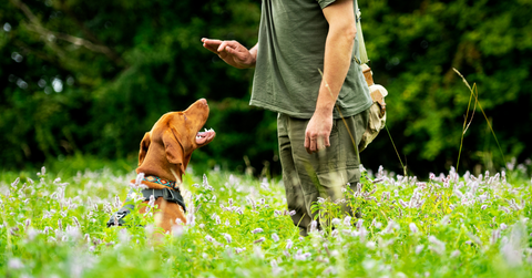 dog training positive reinforcement
