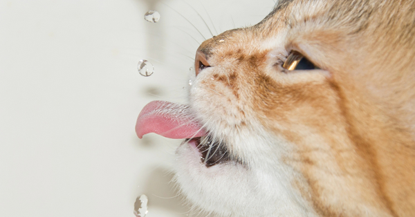 hidrating cat