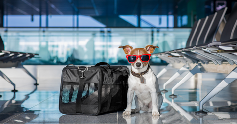 packing essentials for large dogs
