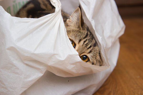 Prevent Your Cat from Licking Plastic Bags
