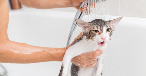 how to bathe cat