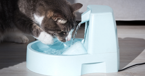cat water fountains