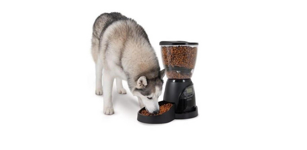 Weight Management for Dogs