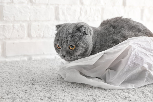 why cats lick plastic bags