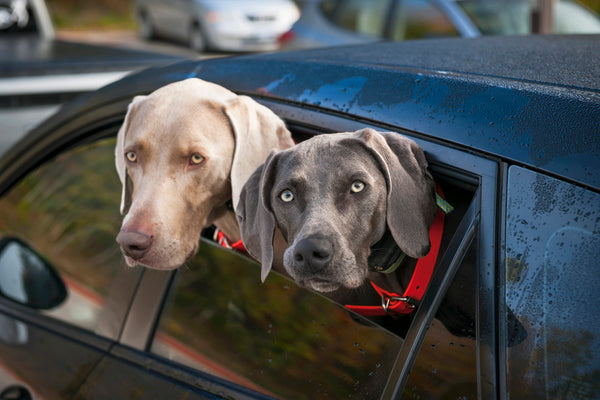 why do dogs get car sickness
