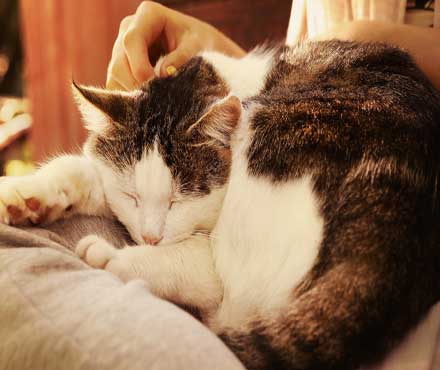 Therapy Cats: The Power of the Meow