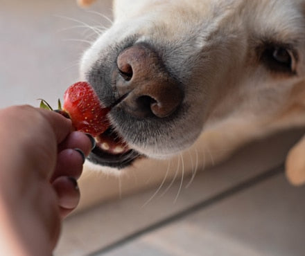 Dog-Friendly Fruits