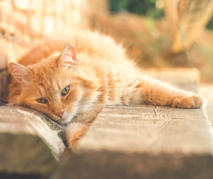 Cat laying down on ground