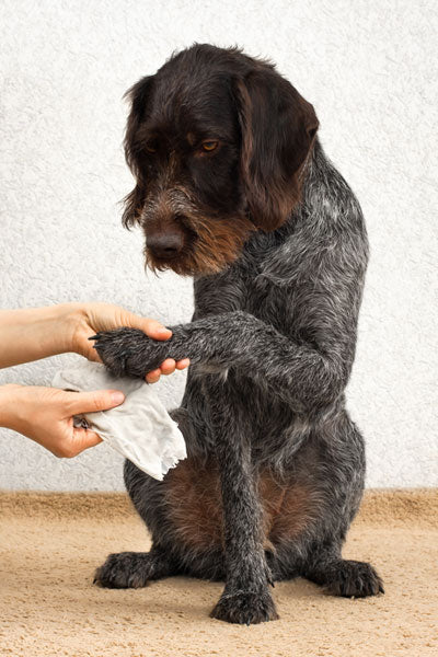 dog getting paws cleaned