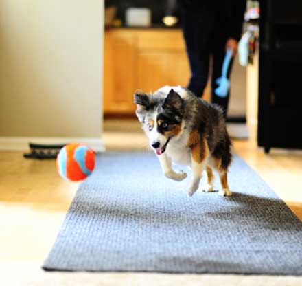 dog chasing ball indoors