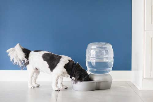 HowToCleanAPetmateGravityPetWaterer_DogDrinkingWater