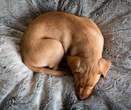 dog sleeping curled up in a ball