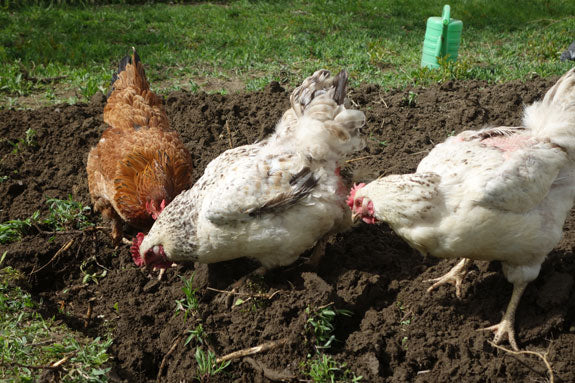 chickens pecking at compost in a garden