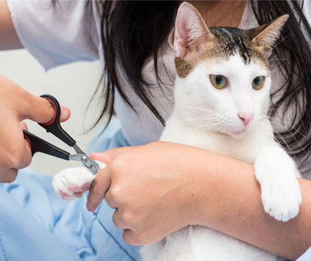 cat getting nails clipped on counter top