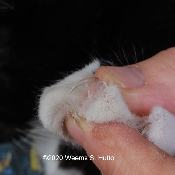 Pressing down on cat's paw to expose nails