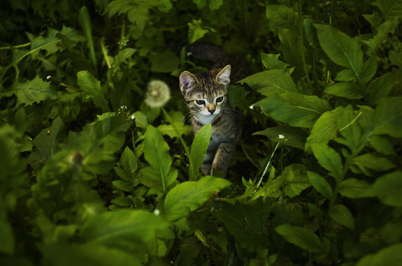 Cat standing in a garden