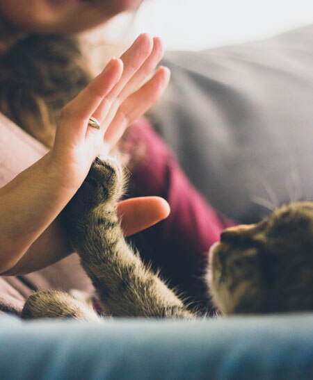 cat and owner playing