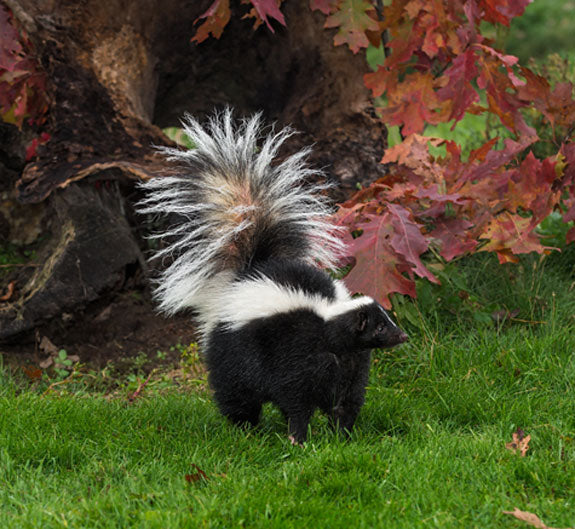 Skunk with its tail raised