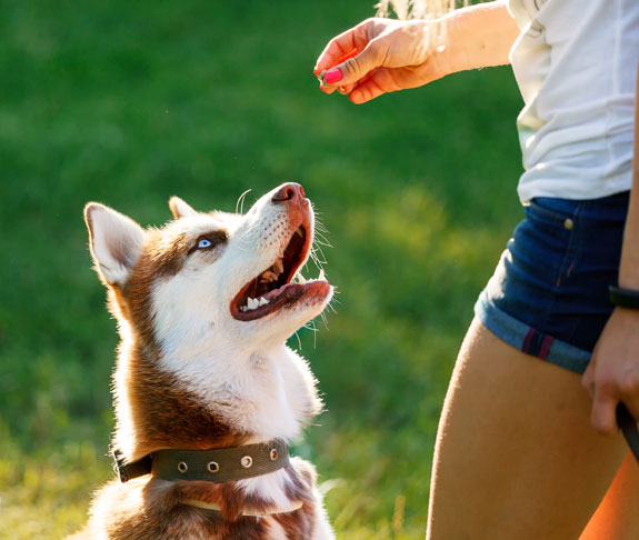 Trainer rewarding dog with a treat