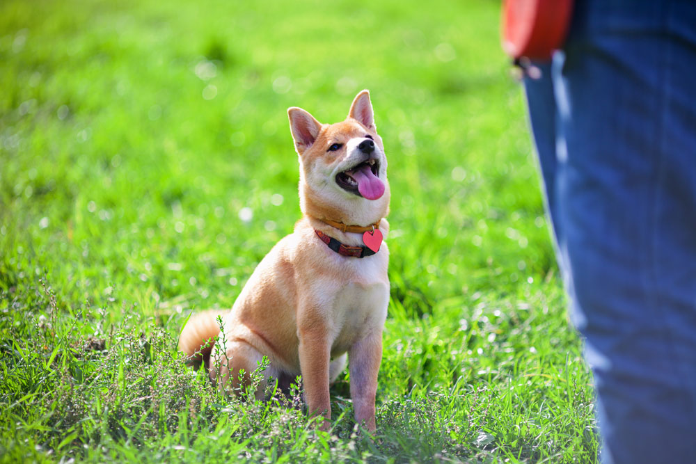 Dog being trained to sit