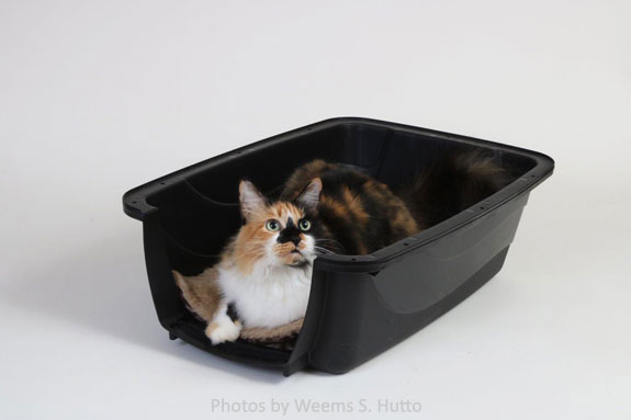 cat inside bottom half of carrier