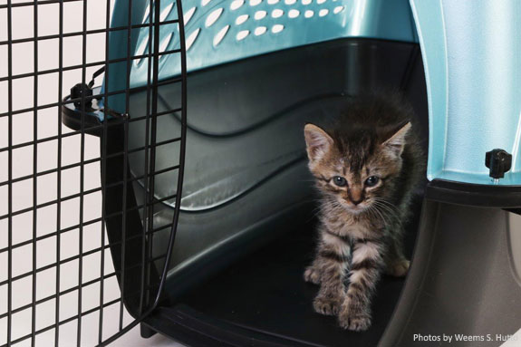 Kittin inside a cat carrier