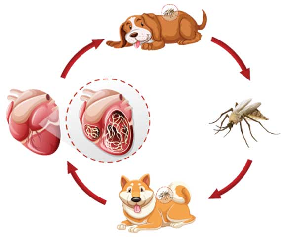 heartworms transferred from mosquitos
