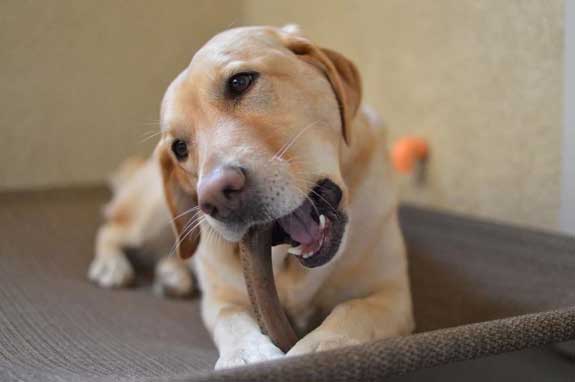 dog chewing on a nylon dog bone