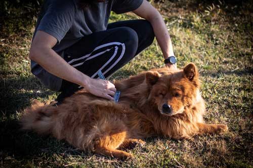 chow dog being brushed