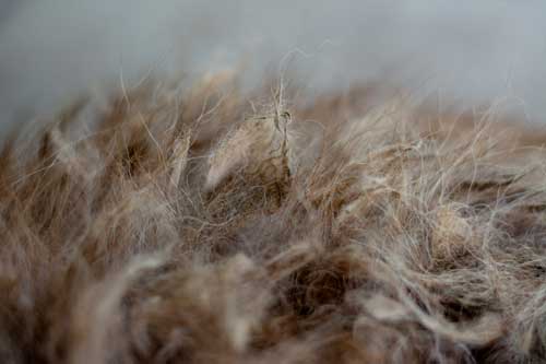 close up image of matted dog fur