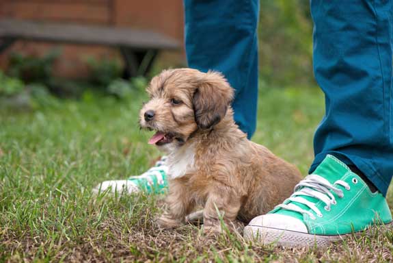 puppy standing in between owners feet outdoors
