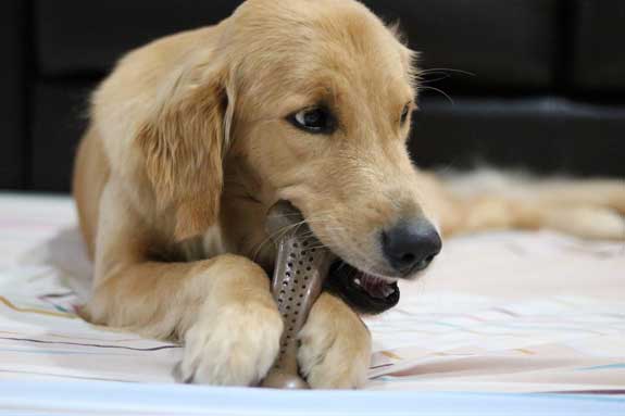 dog chewing on nylon dog bone