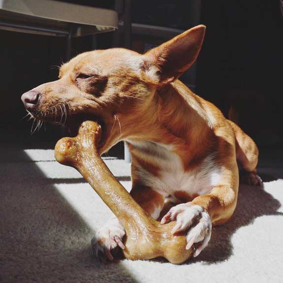 dog chewing on a nylon dog bone
