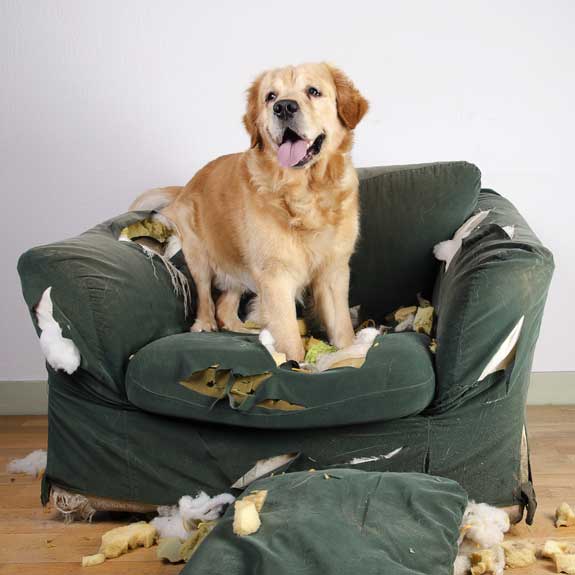 dog sitting on a destroyed couch
