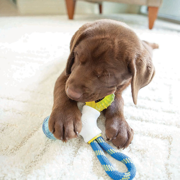 puppy teething on a chew toy