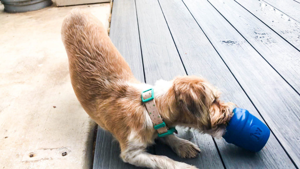 dog playing with a puzzle dog toy