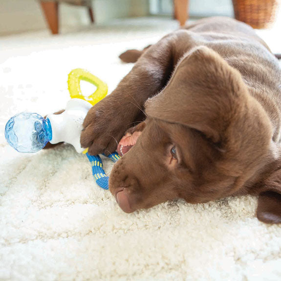 puppy playing with JW Puppy Connects puppy chew toys