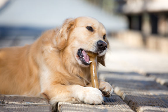 dog chewing on a nylon chew bone