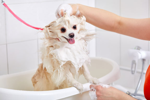 dog covered in bubbles during bath time
