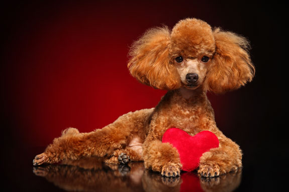 dog posing with a red heart
