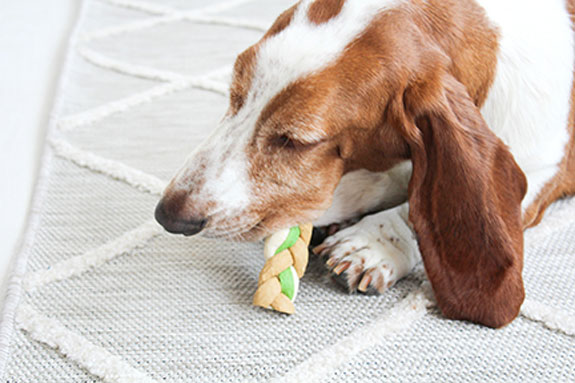 a Basset hound eating a WonderSnaXX Braid Dog Treat