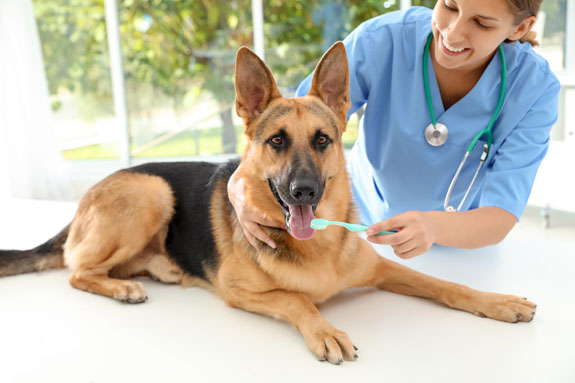 dog getting teeth cleaned by veterinarian