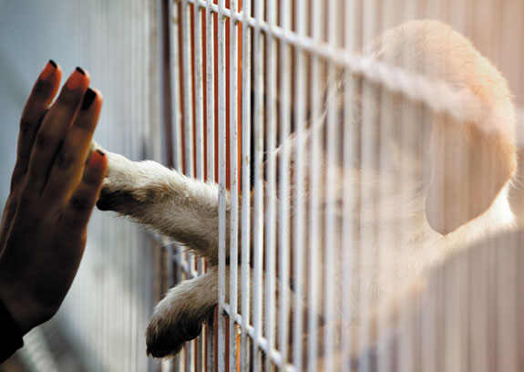 dog in cage sticking paw through to touch human hand