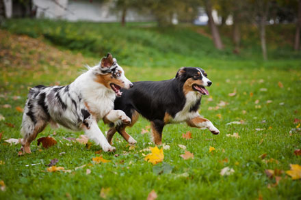 two dogs running in a park together