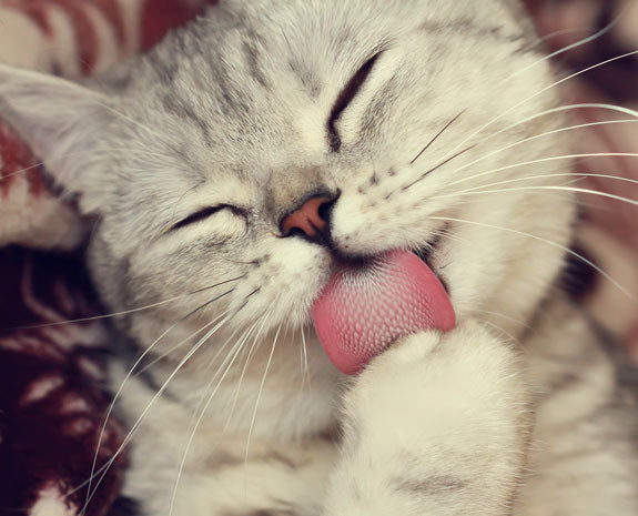 a close up of a cat's tongue as he licks his paw