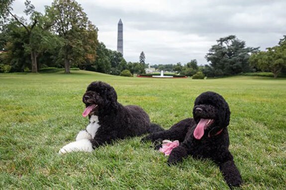Bo and Sunny Obama laying on lawn at White House