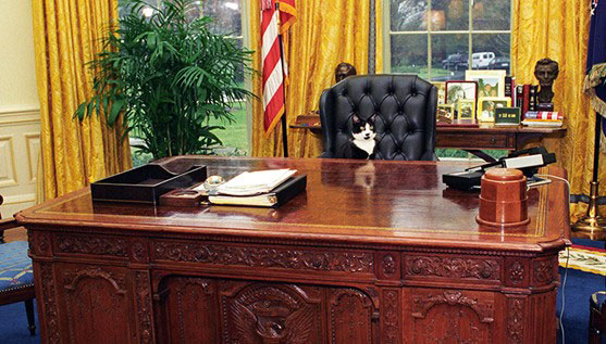 Former First Pet, Socks at President Bill Clinton's Desk